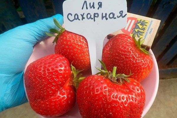 Клубника, которая завоевывает сердца: сорт Лия сахарная