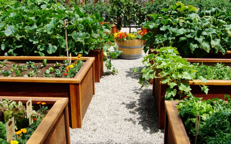 Как эффективно использовать тень: советы для дачников и садоводов