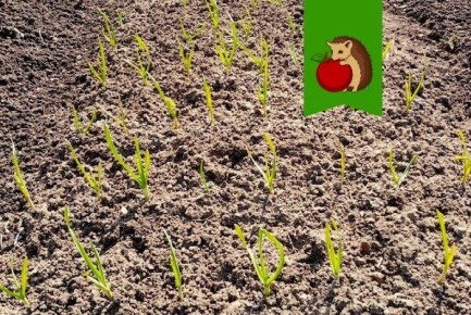 Что важно сделать с озимым чесноком после появления всходов