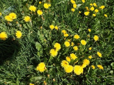 Растения, которые побеждают сорняки в вашем саду и огороде