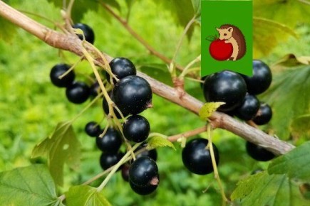 ��� ��������� ��������� �� ������ ���������� ����� ����� ������