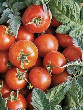 ����� ������� ������: ��� ������� ��������� ������ �� ����� �������