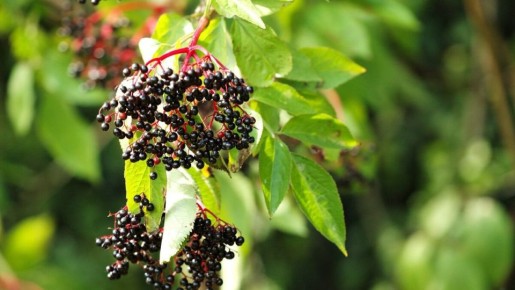 ׸���� ������: ������������� ��������� ��� ������ ����