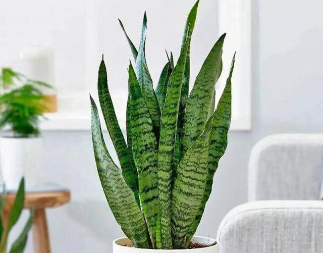 �������� ��� ���������� �������: ��� �������� ���� ����� ������ ������