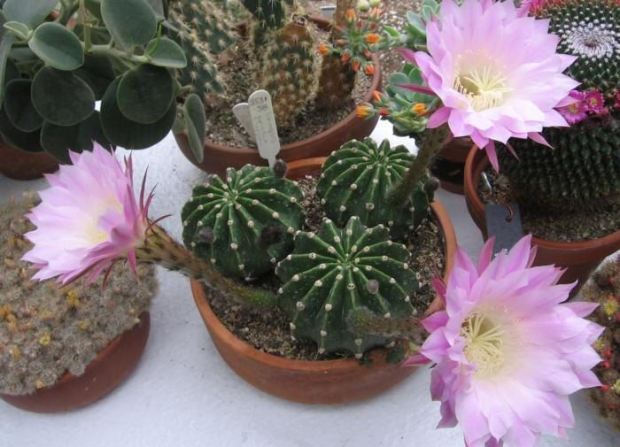 Как выбрать идеальный кактус для вашего интерьера: советы и хитрости