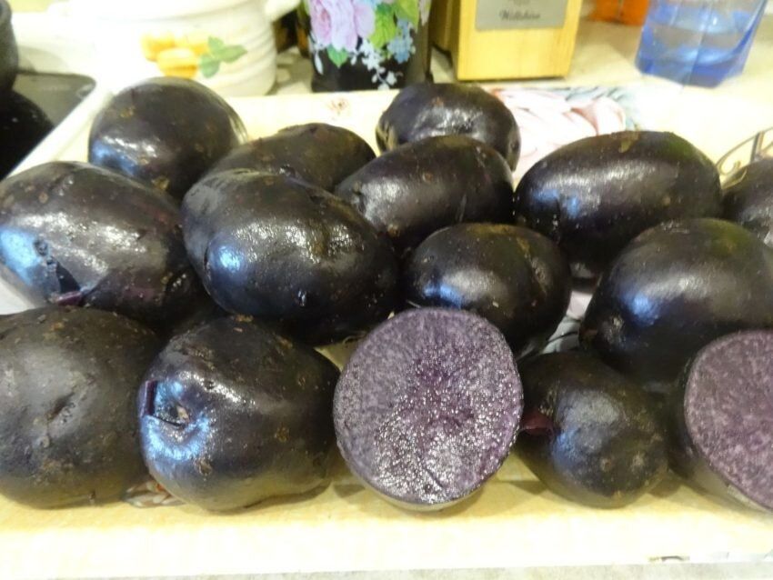 �� ����� ���� ����� ����� ������ ������