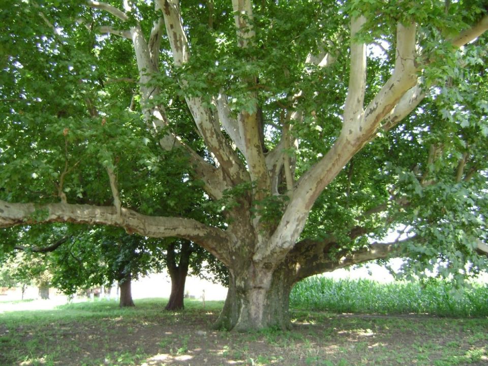 Платан: величие южных гигантов