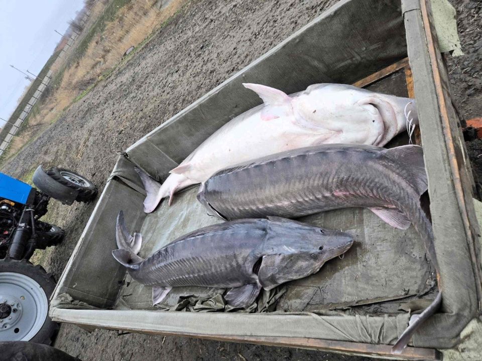 В Азовское море продолжается работа по восстановлению популяции осетровых видов рыб