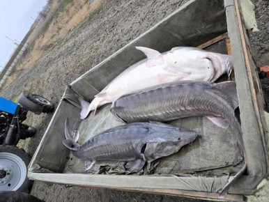 В Азовское море продолжается работа по восстановлению популяции осетровых видов рыб