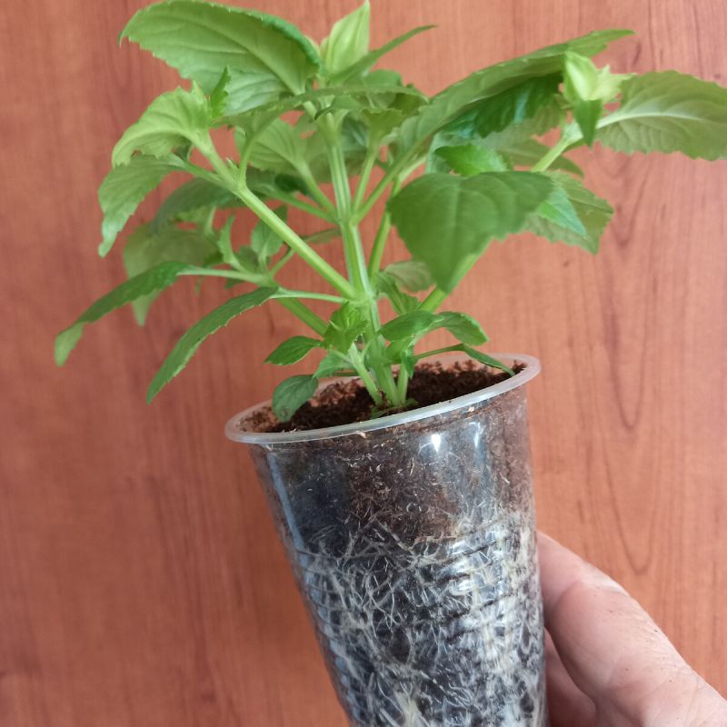 Торения: цветок, который покоряет сердца садоводов