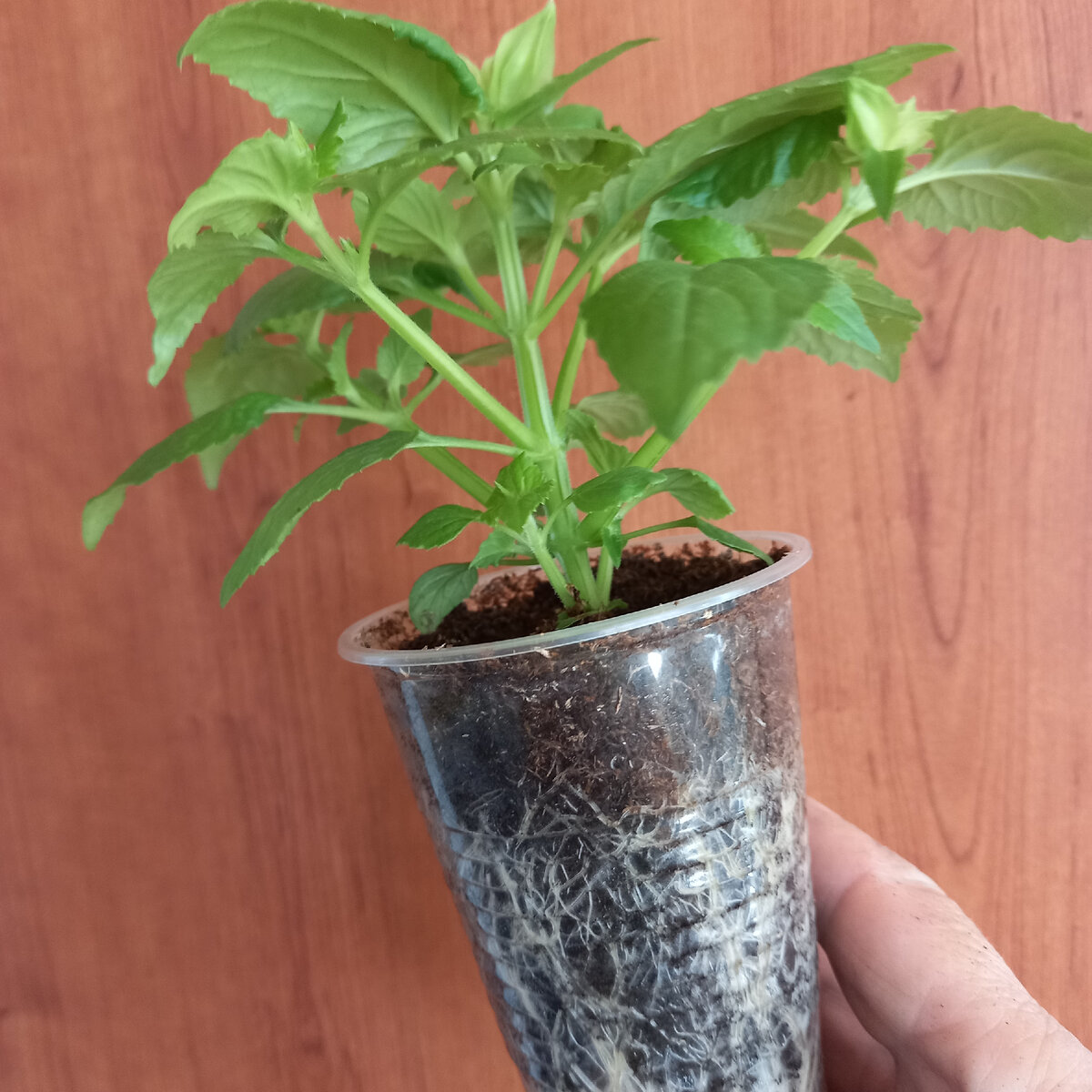 Торения: цветок, который покоряет сердца садоводов