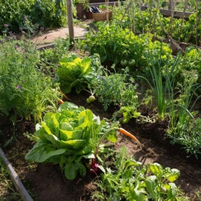 Как спасти урожай от гнили: практическое руководство для садоводов