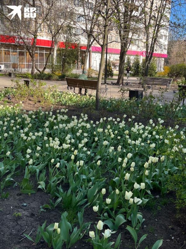 Погода сегодня — чудесная! Прогулялись по цветущему Ростову