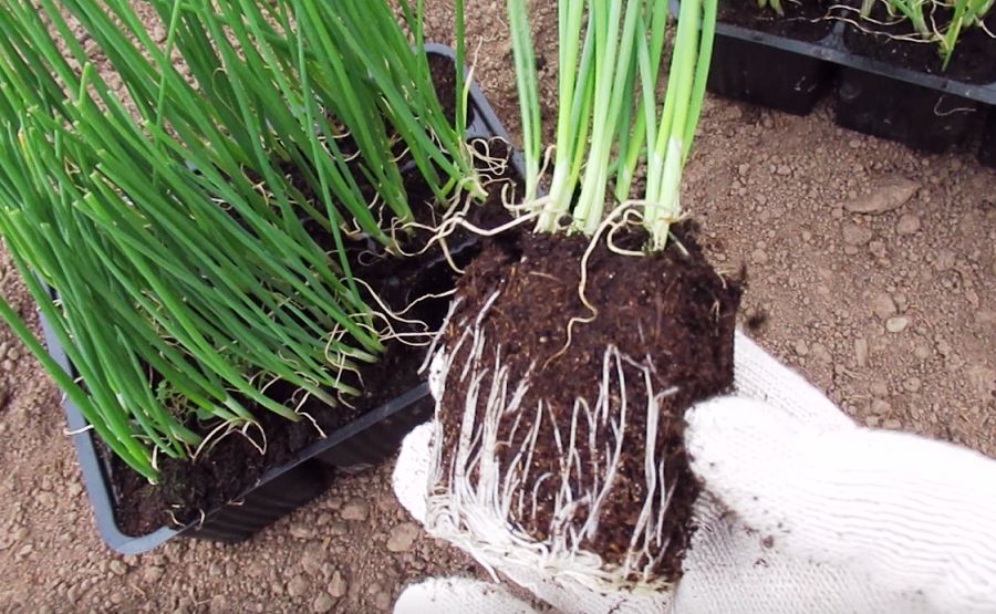 Успех огородников: как вырастить лук Эксибишен на даче