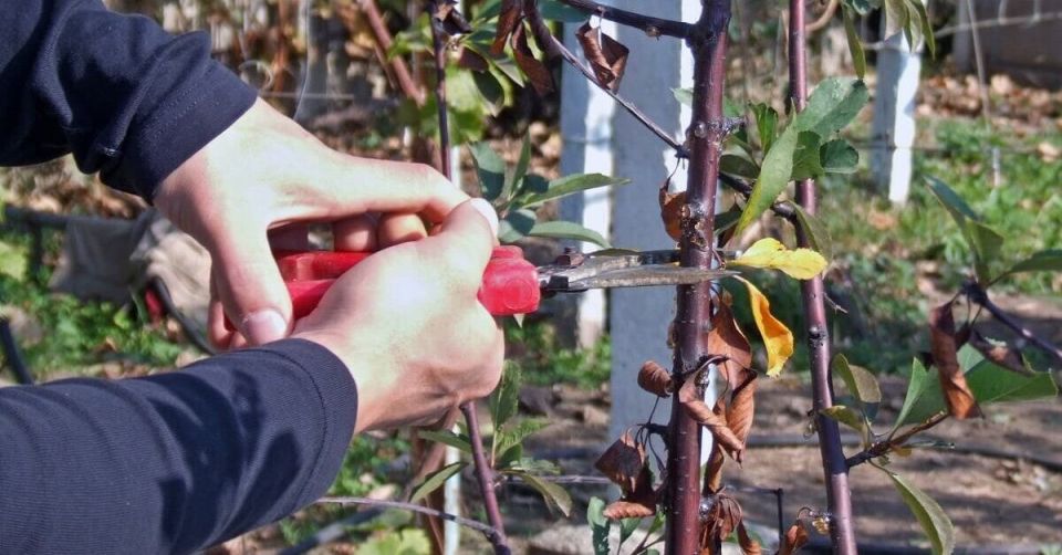 ������ ������� ������� ����������� �������� ����� ��������� ������ ����