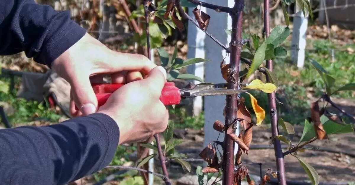 Почему осенняя обрезка косточковых деревьев может навредить вашему саду