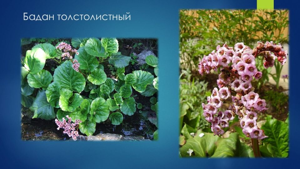 Чудеса чагирского чая: традиции и тайны бадана