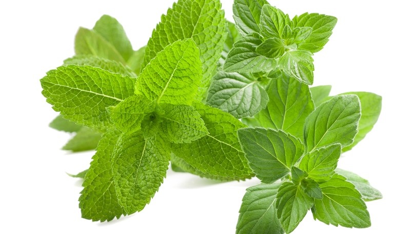 Неожиданный заменитель лимона: котовник кошачий и его чудесные свойства