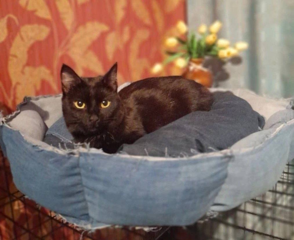 В Ростове подвели итоги проекта помощи бездомным животным В Ростове подвели итоги проекта помощи бездомным животным