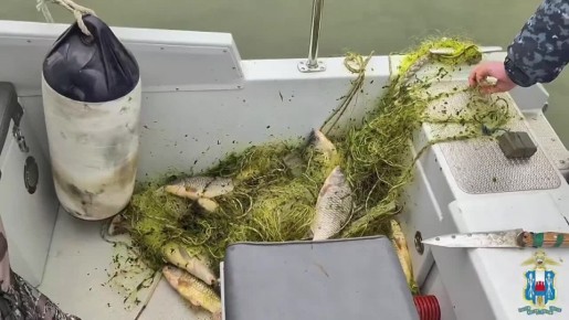 Ростовские правоохранители очистили Таганрогский залив от браконьерских ловушек и спасли сотни рыб