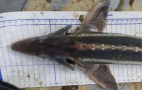 Редкую рыбу из Красной книги хотят вернуть в Дон спустя почти век