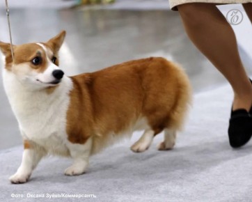 Донской парламент предложил ограничить количество домашних животных в квартирах