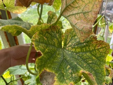 Как вернуть жизнь огурцам: 3 простых способа от пожелтения листьев