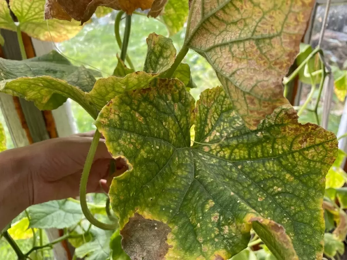 Как вернуть жизнь огурцам: 3 простых способа от пожелтения листьев