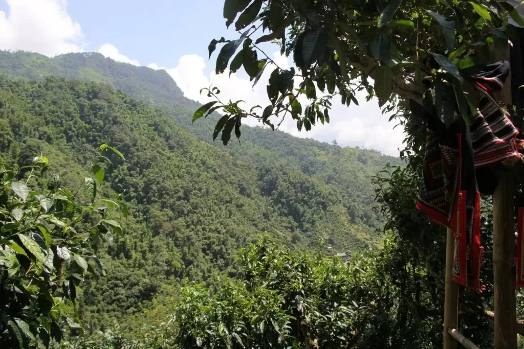 Древние чайные деревья: правда или маркетинговый миф?