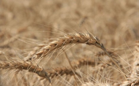 Аукцион по продаже компании «Родные поля» — некогда крупнейшего зернотрейдера Ростовской области — не состоялся