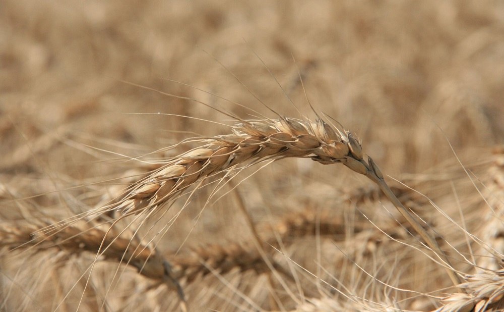 Аукцион по продаже компании «Родные поля» — некогда крупнейшего зернотрейдера Ростовской области — не состоялся