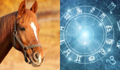 Знаки Зодиака и их лошадиные двойники
