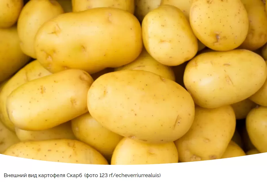 Сорт картофеля Скарб: секреты успешного выращивания