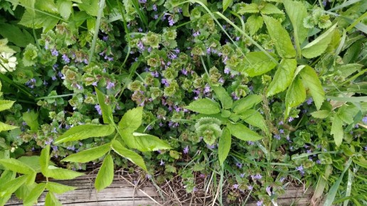 Эффективные способы избавления от сорняков летом