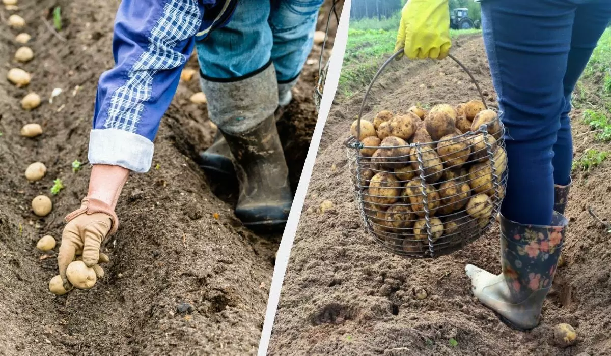 Как обеспечить картофелю двойной урожай: секреты успешной посадки