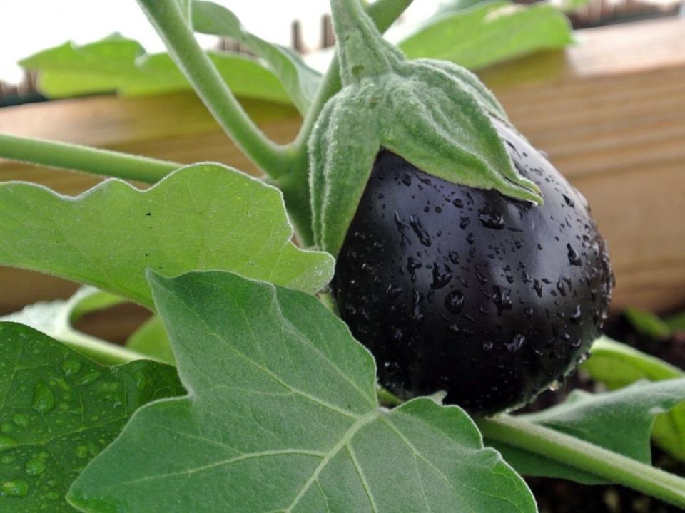 ��� ��������� ����������� ��������� � �������: ������� ��� ��������� ������