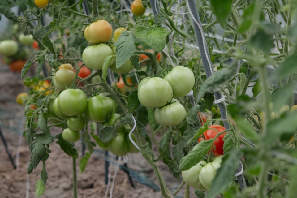 ��� �������� ���������� ������� � �������: ����������� ������