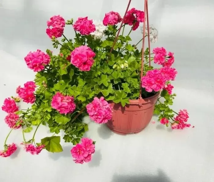 Укоренение пеларгонии зимой: на пути к успешному размножению