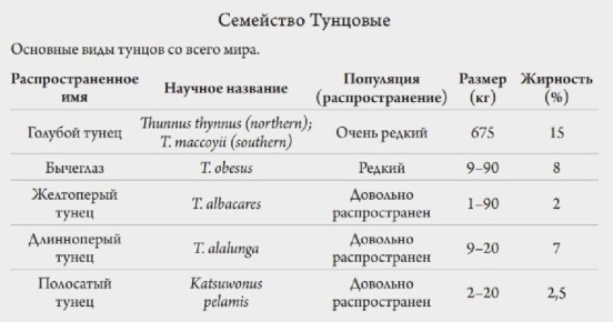 Тунец и скумбрия: мир морских хищников