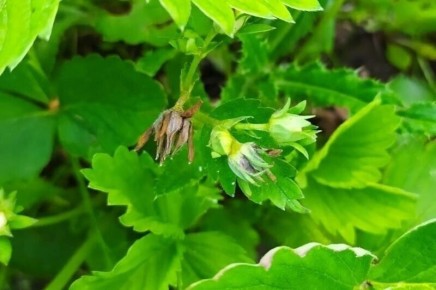 Как защитить клубнику от долгоносика в апреле