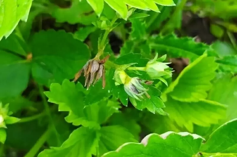 Как защитить клубнику от долгоносика в апреле