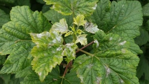 ��� �������� ��������� �� ��������� ����: ��� ������� ����