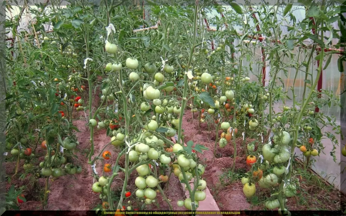 Секреты здоровых томатов: как правильно ухаживать в августе