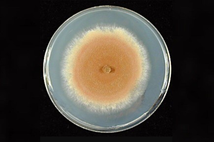 Грибы зарождались на Земле задолго до появления растений,transformируя экосистемы