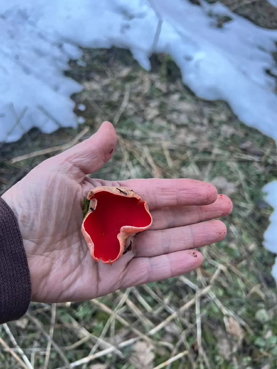 Прогулка по весеннему лесу: когда ждать первые грибы?