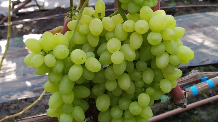 �������� �������: ��������� ����� ��� ������ ����� � �������� ��������� � ������������ ������