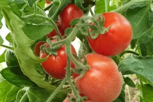 Томаты Мохнатый Шмель: Привлекательные особенности и агротехнические приемы