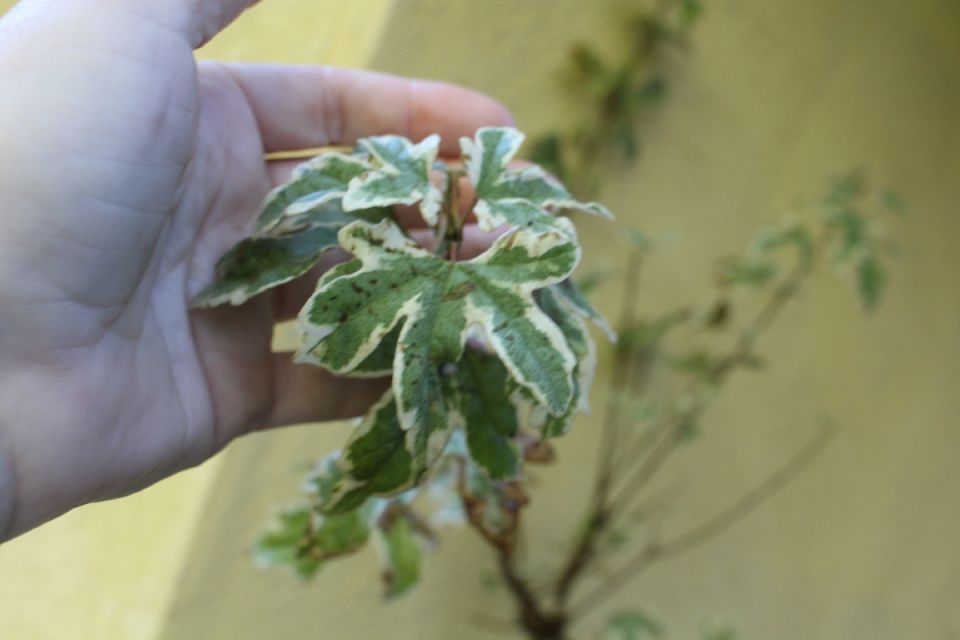 ������ ������� ��� � ����� ��������