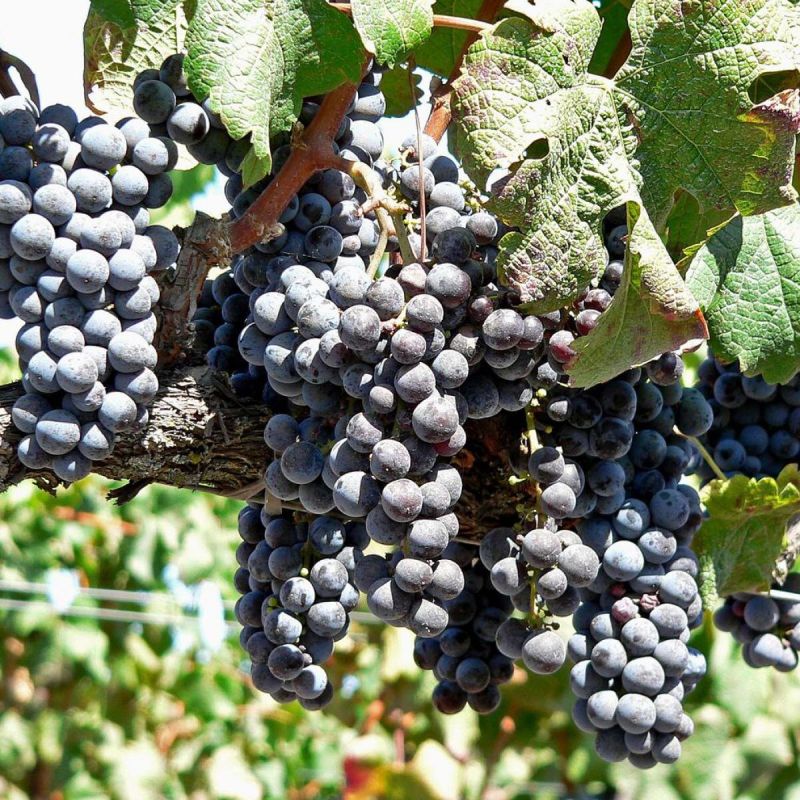 ������� ������� ����� �� ����������: ������� ����������� � ������ � ��������