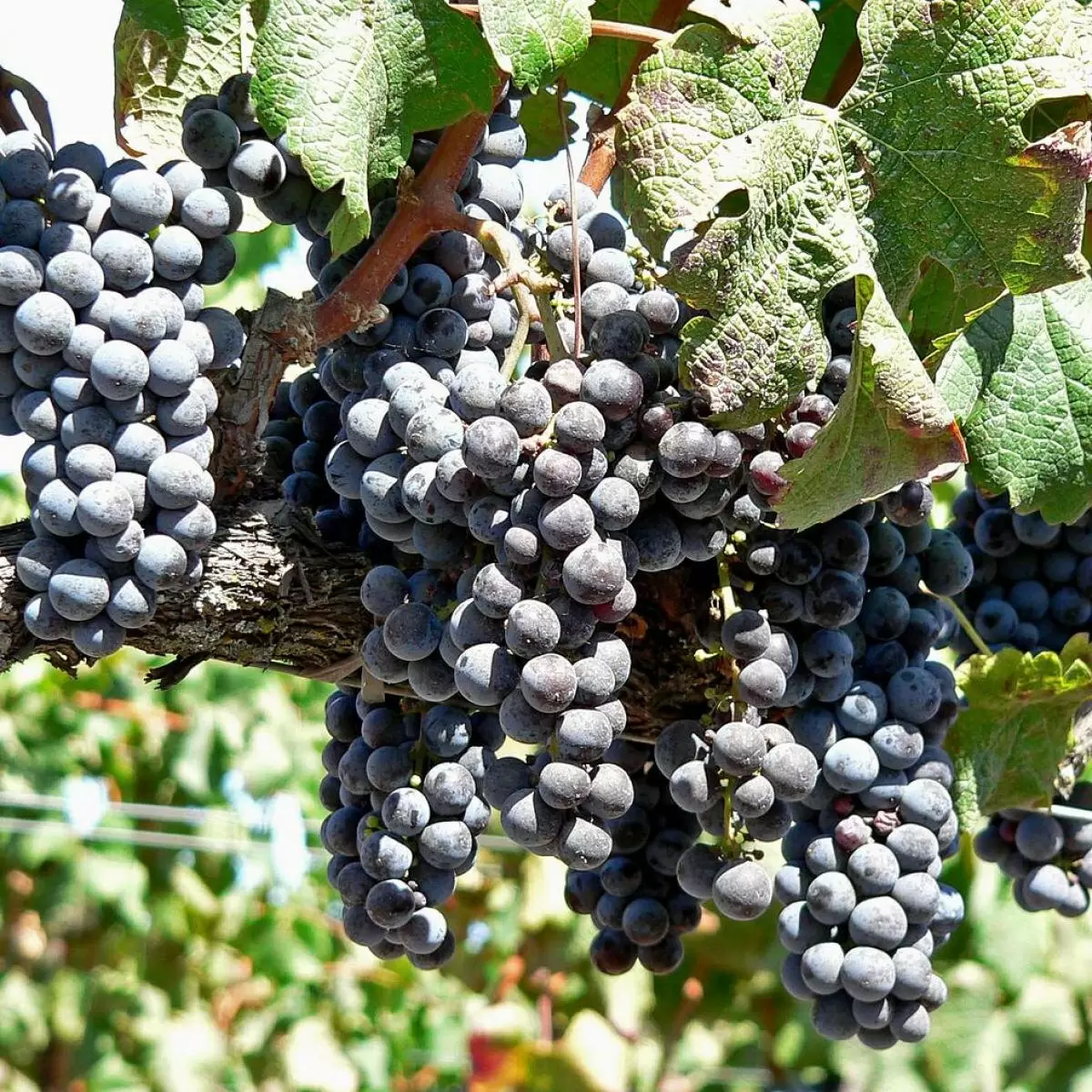 Секреты зимнего ухода за виноградом: простое размножение и забота о саженцах